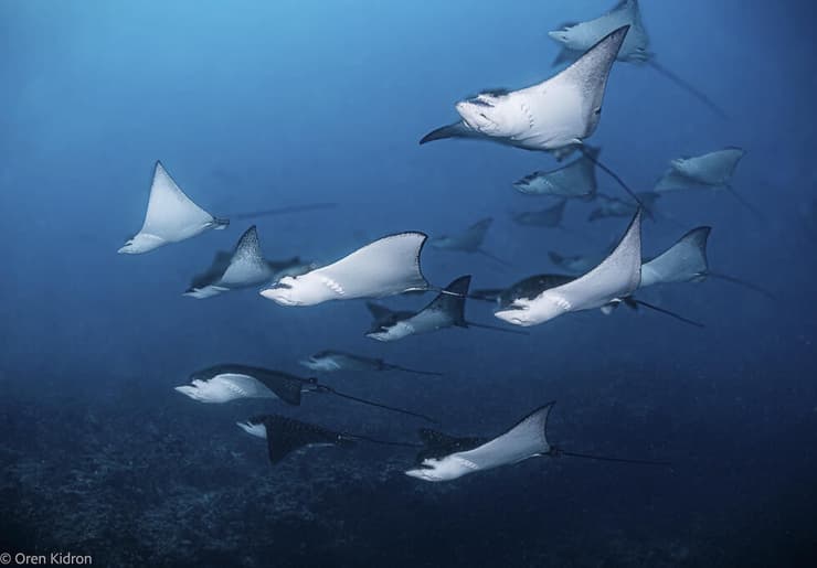 טחניים מרחפים