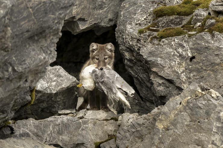 גור שועל ארקטי עם שלל