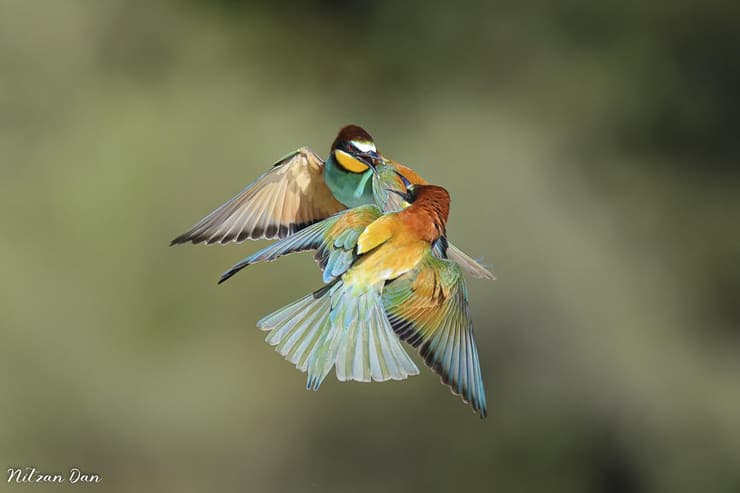 שרקרקים מצויים במפגש אווירי