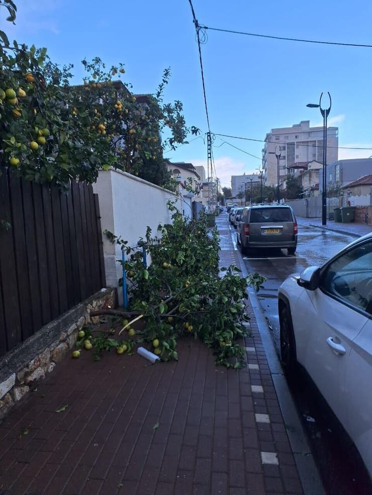 העצים שקרסו בעכו