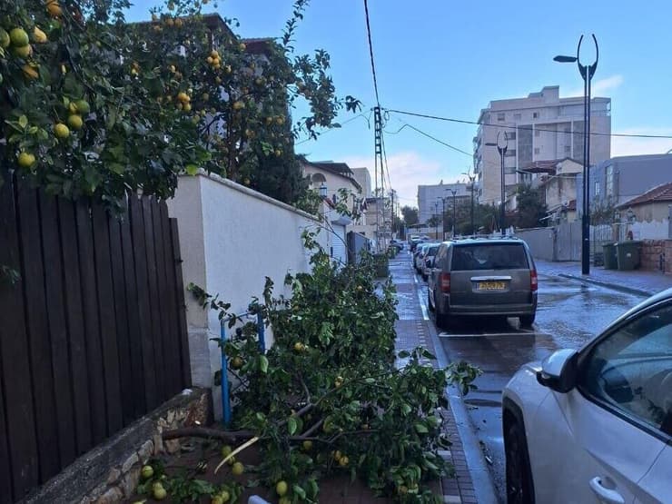 העצים שקרסו בעכו