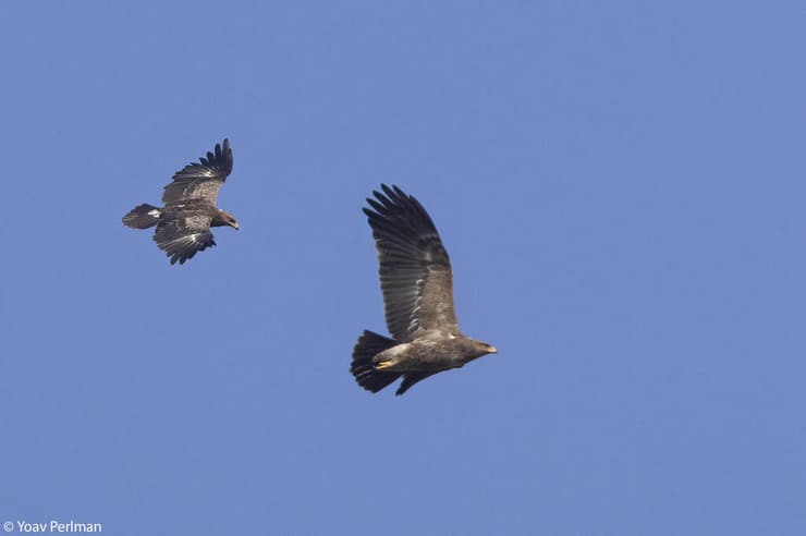 עיט חורש בשמי ישראל