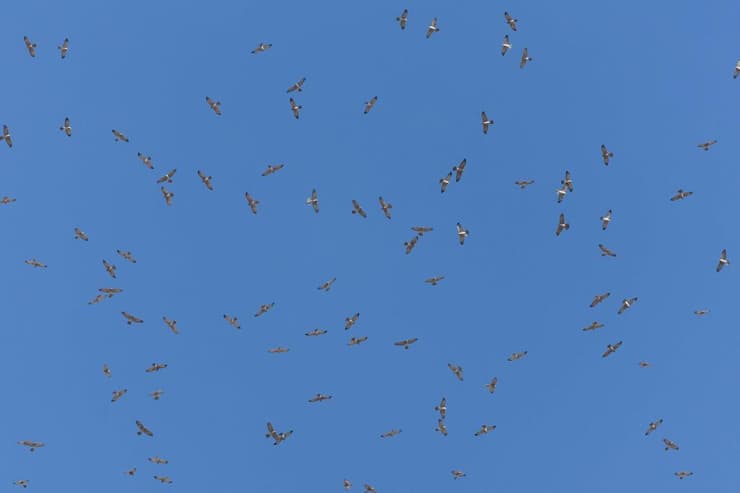 נץ קצר אצבעות בנדידה