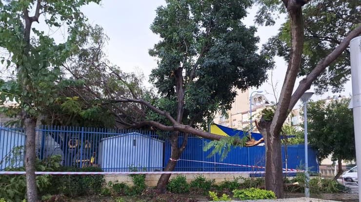 העצים שקרסו בעכו