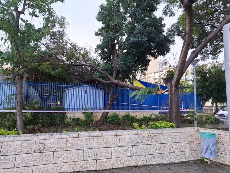 העצים שקרסו בעכו