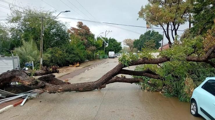 קריסת עץ במושב מצליח