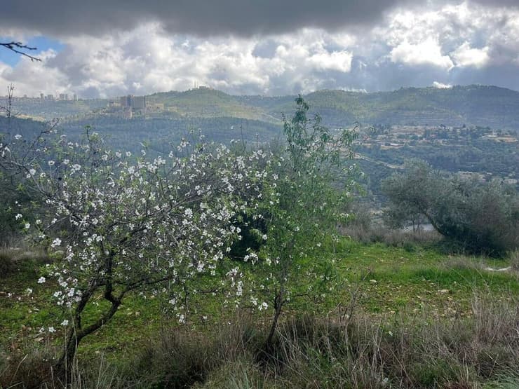פריחת עצי השקד בהרי ירושלים (צילום: נעה טל, קק"ל) פריחת עצי השקד בהרי ירושלים