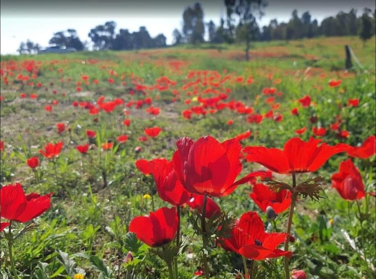כלניות ביער שוקדה (צילום: צליל לבין) כלניות ביער שוקדה