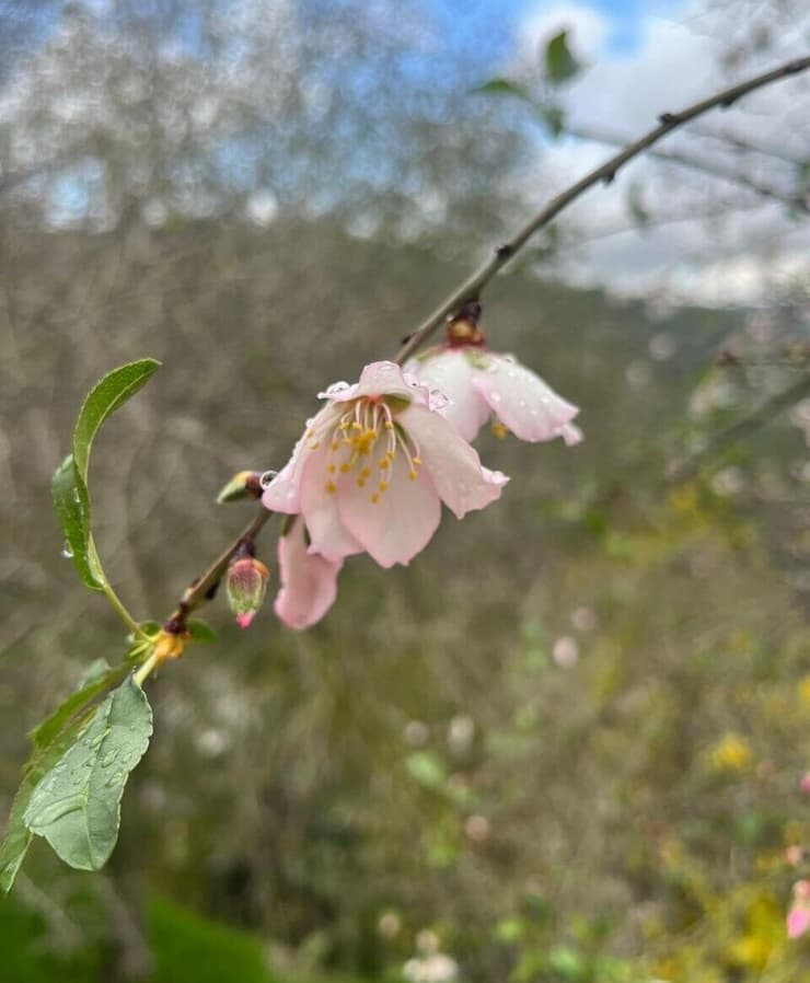 פריחת שקד בהרי ירושלים (צילום: נעה טל, קק"ל) פריחת שקד בהרי ירושלים