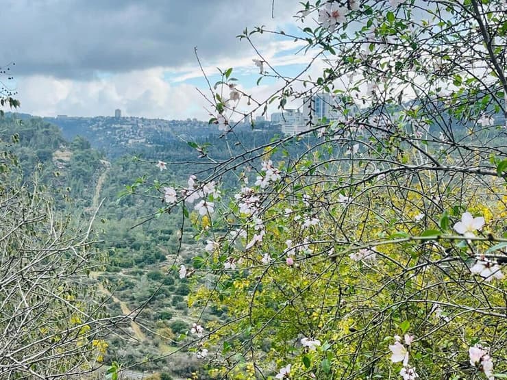 עצי השקד הקדימו לפרוח השנה (צילום: נעה טל, קק"ל) עצי שקד פורחים בהרי ירושלים