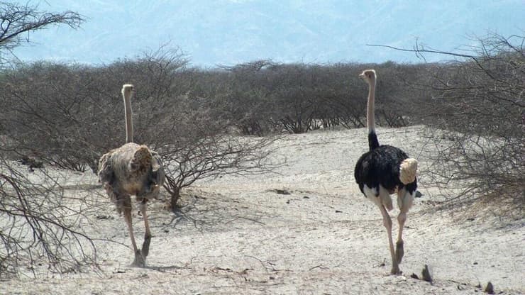 "טבע יפהפה". סומלילנד (צילום: באדיבות יואב מגד) סומלילנד