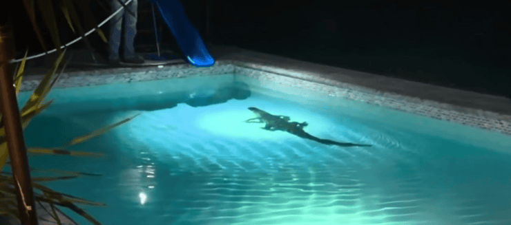האליגטור האמריקני שוחה בבריכת בית משפחת אמהוף (צילום: Rob Emhoff) האליגטור האמריקני שוחה בבריכת בית משפחת אמהוף