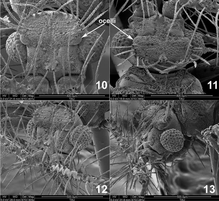 סריקת הראש של מין הפשפש הטורפני Putoniola asvadurovi Novoselska & Feldstein-Farkash 2025