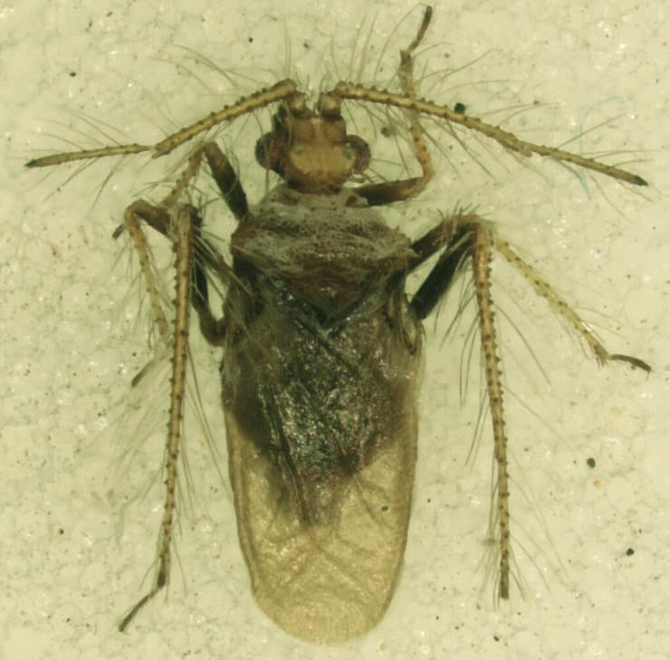 מין הפשפש הטורפני Putoniola asvadurovi Novoselska & Feldstein-Farkash 2025