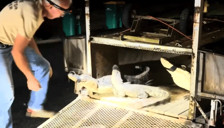 שלושת האליגטורים בכלוב שנרתם לרכב הצוות המסייע מטעם מחוז קולייר (צילום: Rob Emhoff) שלושת האליגטורים בכלוב שנרתם לרכב הצוות המסייע מטעם מחוז קולייר