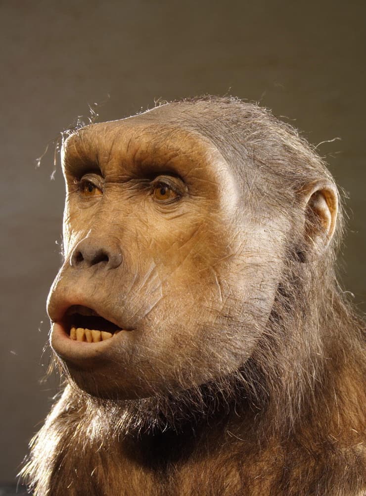 שחזור מראהו החיצוני של סהאלנתרופוס צ'אדנסיס, על בסיס ניתוח הגולגולת שלו שהתגלתה בתחילת שנות ה-2000 בצפון צ'אד (צילום: Yomiuri Shimbun/MCT/ZUMA Press Wire/Reuters) שחזור מראהו החיצוני של סהאלנתרופוס צ'אדנסיס, על בסיס ניתוח הגולגולת שלו שהתגלתה בתחילת שנות ה-2000 בצפון צ'אד