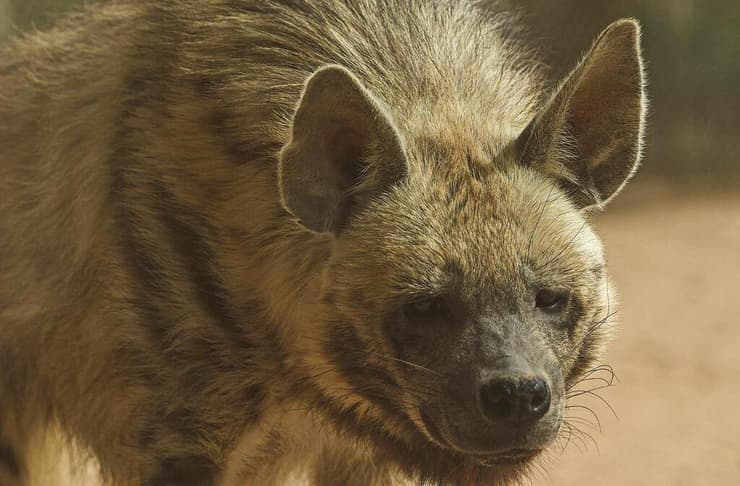 צבוע בשמורת טבע חי בר יטבתה