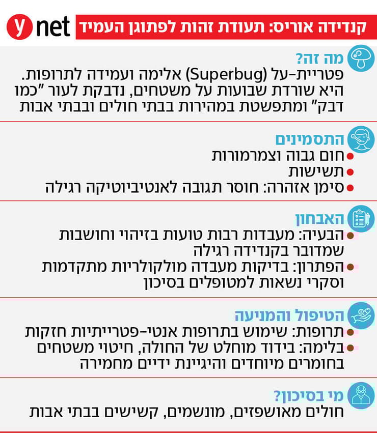 אינפו קנדידה אוריס