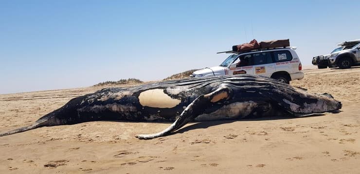 מאגמה - לוויתן ענק שנפלט אל החוף. צילם מנחם עבדי