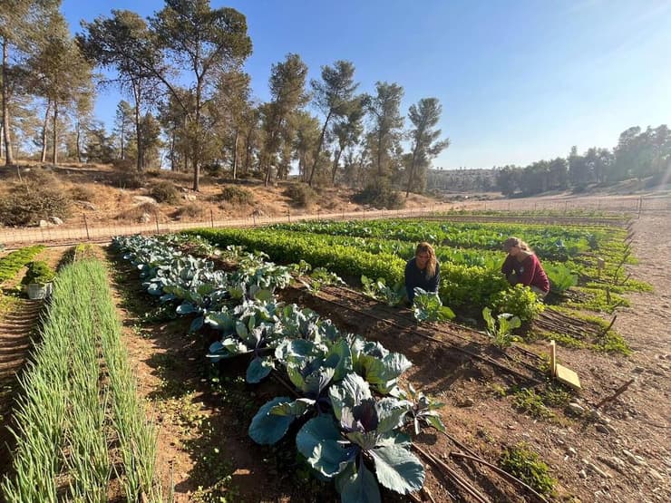 "חוות רימון" בנגב. "מחבר את עם ישראל חזרה לאדמה" (צילום: באדיבות עמותת "חוות רימון") "חוות רימון" בנגב. "מחבר את עם ישראל חזרה לאדמה"
