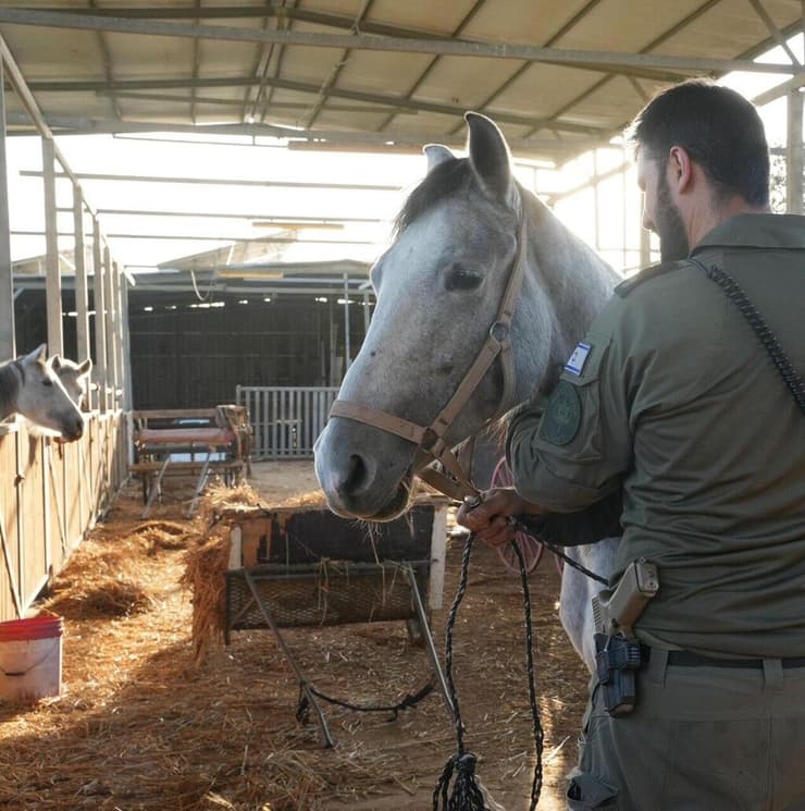 צילום: דוברות המשטרה לוחמי המשמר הלאומי של מג"ב איתרו את הסוס השיקומי שנגנב ממושב קלחים