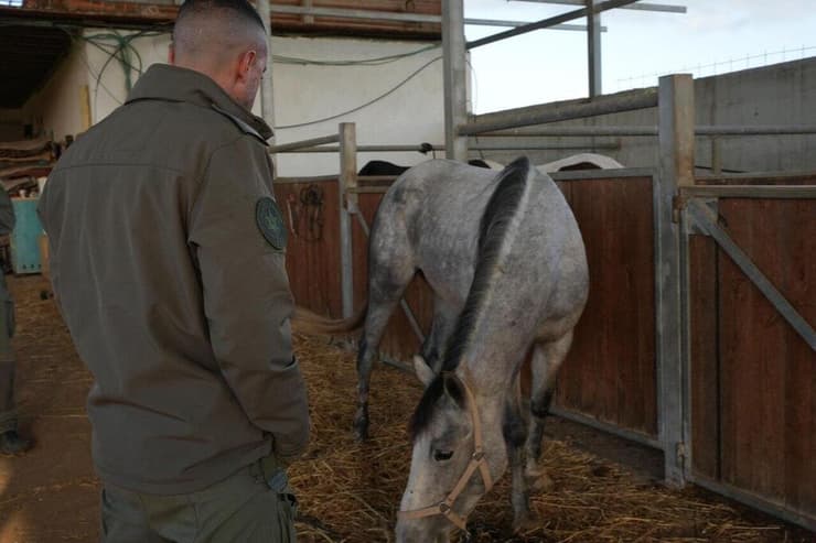 הסוס הטיפולי שנגנב. יחזור לסייע לילדים ולוחמים פוסט-טראומטים (צילום: דוברות המשטרה) לוחמי המשמר הלאומי של מג"ב איתרו את הסוס השיקומי שנגנב ממושב קלחים