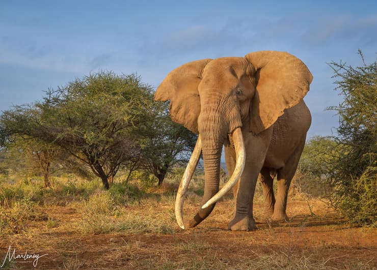 קרייג, כפי שצולם לפני כשנתיים (צילום: מרלן נוי) קרייג, כפי שצולם לפני כשנתיים