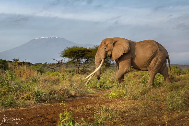 קרייג בשמורה למרגלות הקילמנג'רו (צילום: מרלן נוי) קרייג בשמורה למרגלות הקילמנג'רו