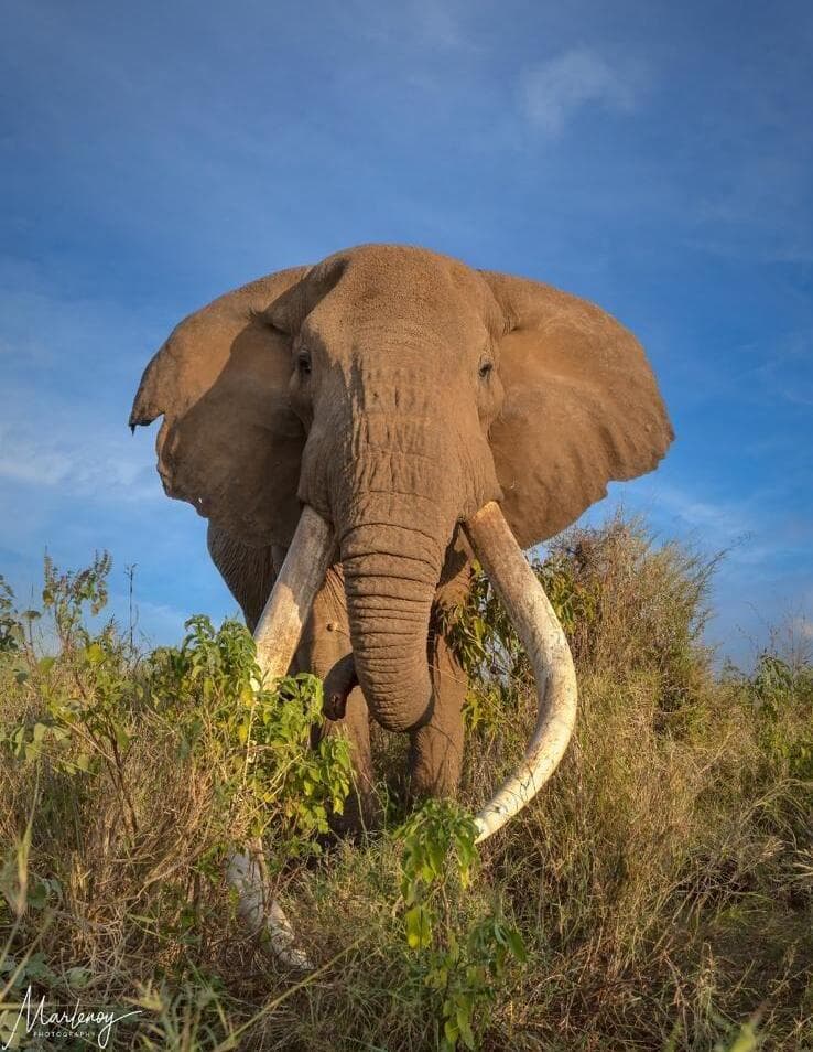 חטים ענקיים באורך של כ-2 מטרים (צילום: מרלן נוי) חטים ענקיים באורך של כ-2 מטרים