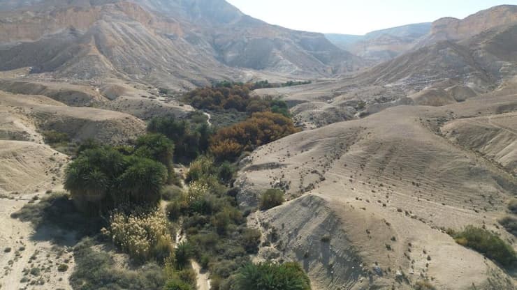 עצי תמר בנגב