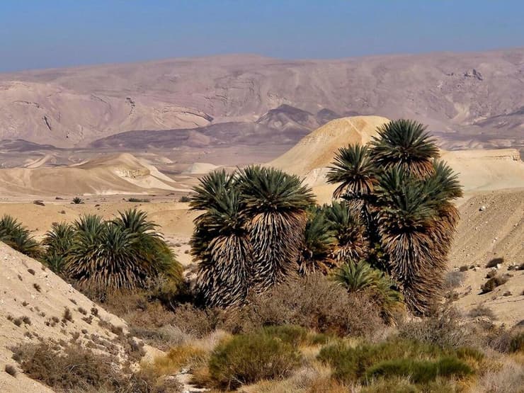 עצי תמר בנווה מדבר בנגב