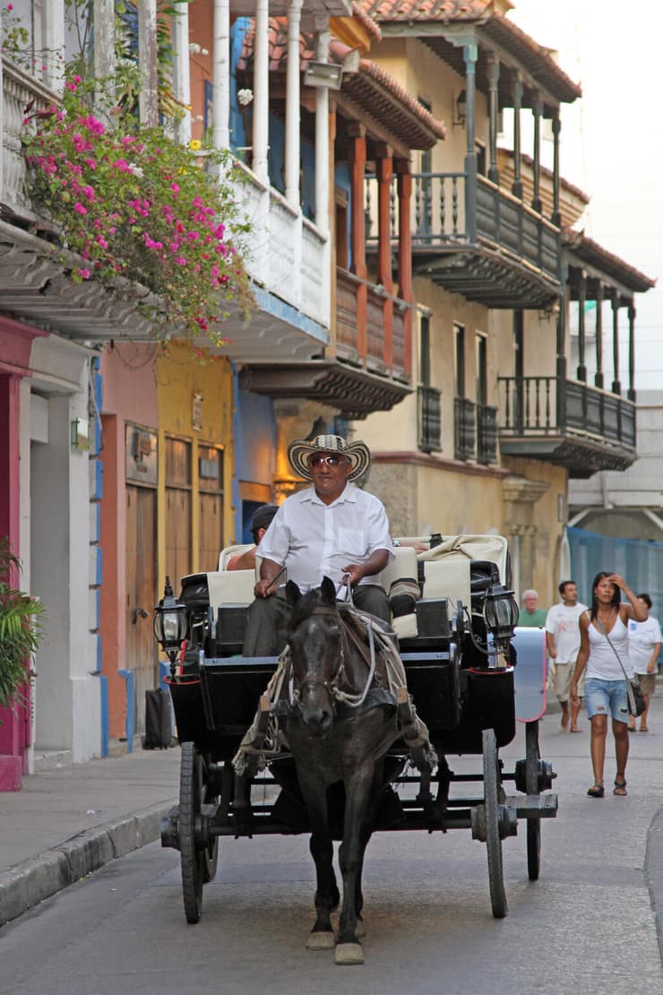 סוס רתום לכרכרה ברחובות קרטחנה