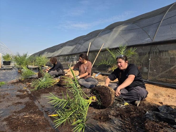 חוקרים את התמר בתחנת המחקר