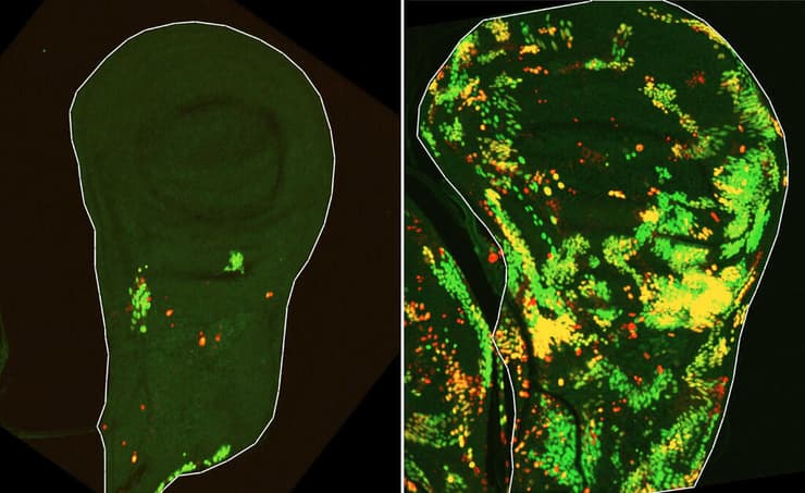 רקמת האפיתל שממנה מתפתחת כנף הזבוב. ארבע שעות לאחר הקרנה של רקמה זו ניתן לראות מספר קטן של תאי DARE עמידים למוות ששרדו (משמאל, מסומנים באדום). לאחר כ-24 שעות מספר תאים אלה מגיע לשיא, וכעבור 48 שעות (מימין) צאצאיהם של תאים אלה המסומנים בירוק ובצהוב ממלאים מחדש את הרקמה