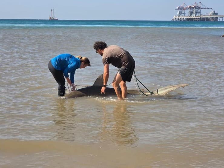 כרישה מתה בחדרה