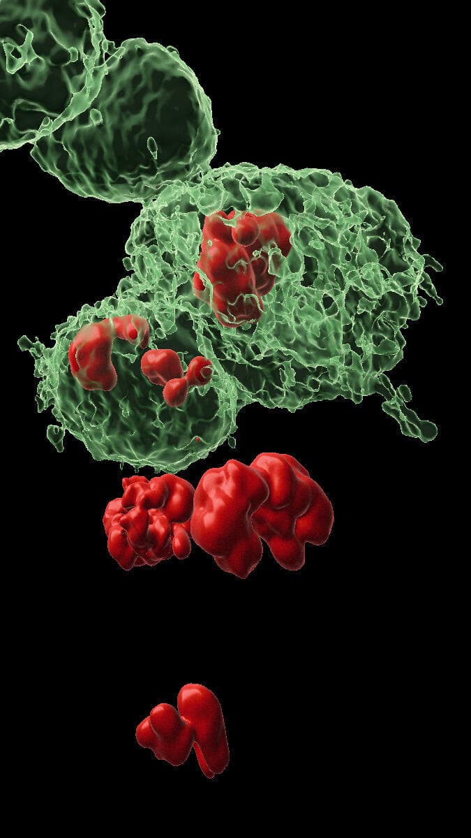 תאי DARE (גופם מסומן בירוק) ותאי NARE (גופם אינו מסומן) ברקמת האפיתל שממנה מתפתחת כנף הזבוב. באדום – גרעיני התאים בעודם מתחלקים. המדענים גילו כי תאי NARE מקבלים שדרים מתאי DARE סמוכים המורים להם להתחלק