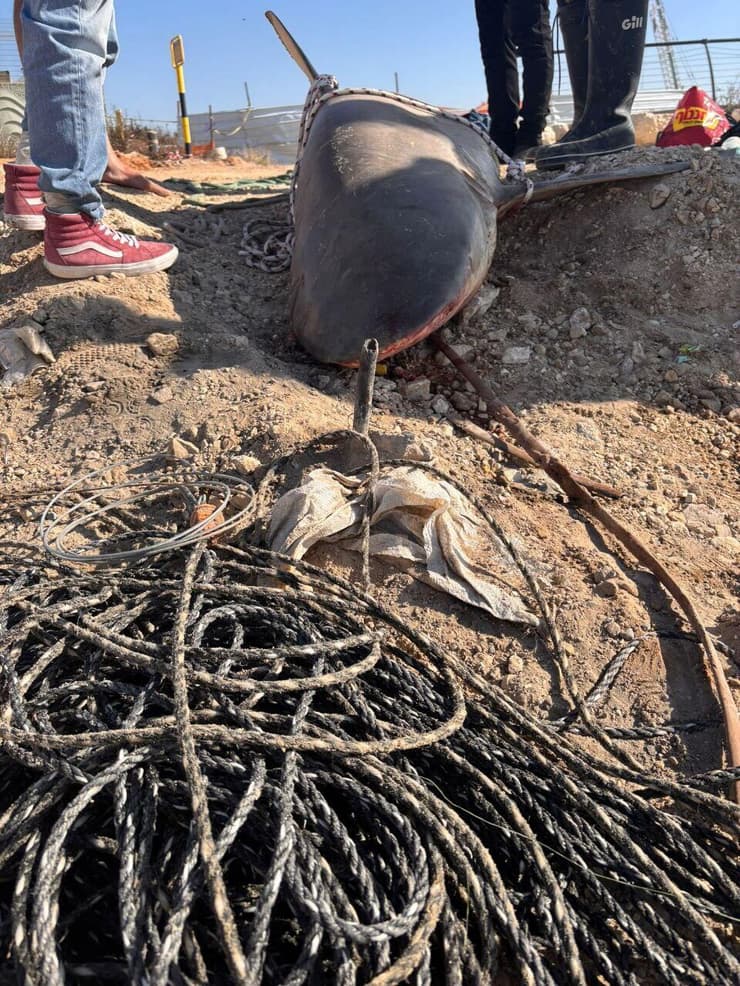 כרישה מתה בחדרה