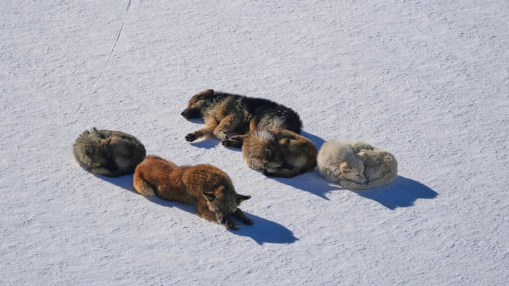 קרוב-רחוק: סצנת הסקי של לבנון