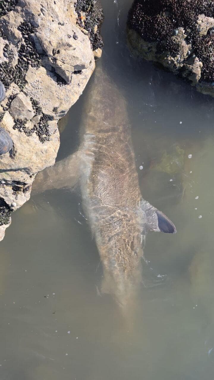 כרישה מתה בחדרה