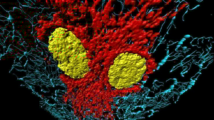 בתמונה: מיקרופילמנטים (כחול), מיטוכונדריה (אדום) וגרעינים (צהוב) בתאי רקמת חיבור