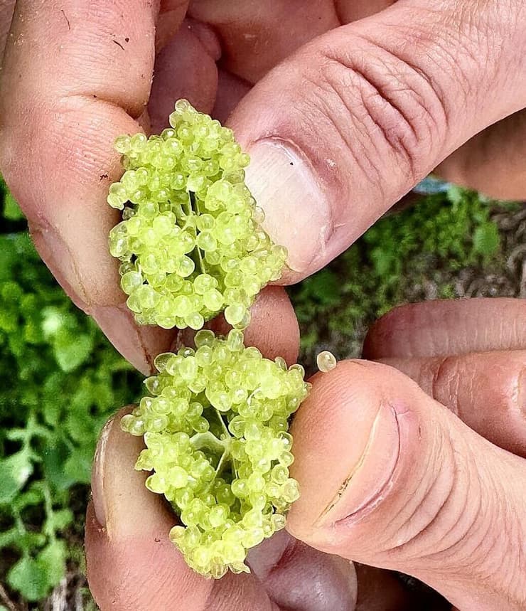 פינגר ליים. עלה מאוסטרליה