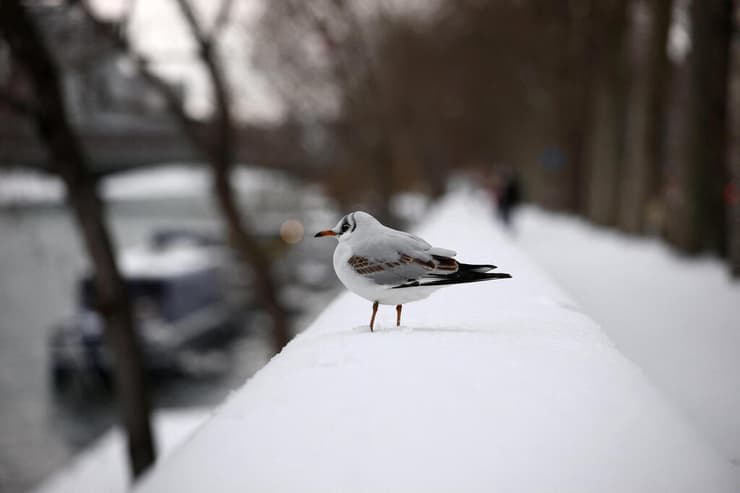 אירופה מזג אוויר גל קור צרפת שלג ב פריז ציפור על גדת ה סן