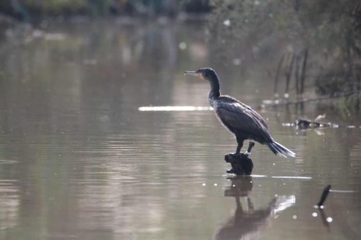 קורמורן במי הנחל