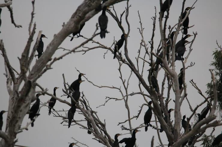 קורמורנים על עץ בקישון
