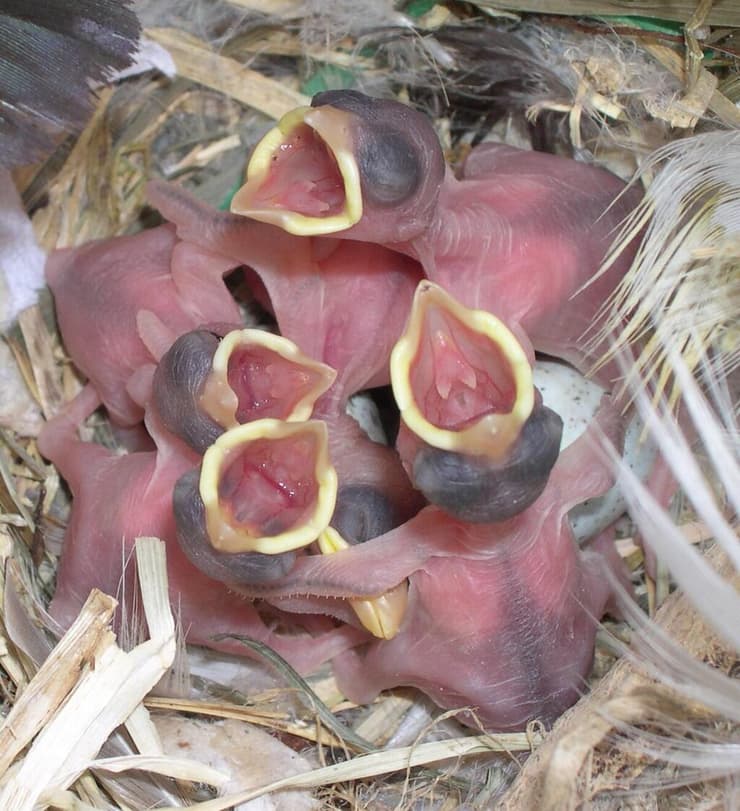 גוזלי דרור מבקשים מזון