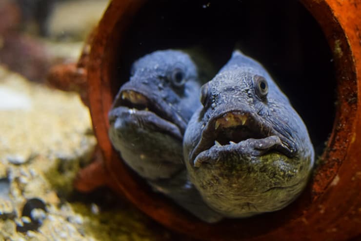 זוג דגי זאב אטלנטי