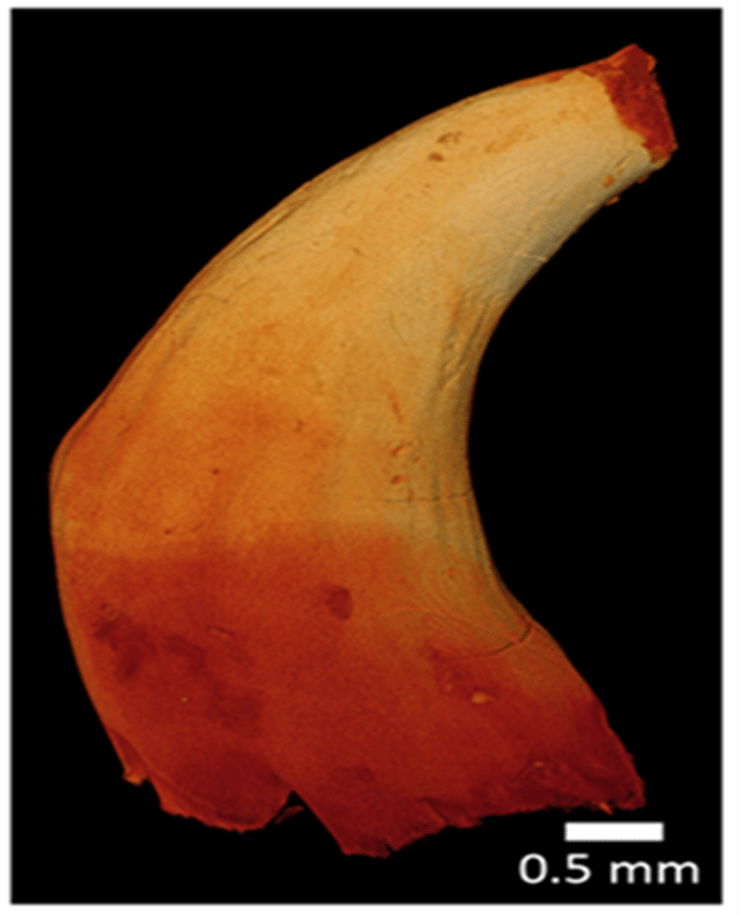 שן של דג הזאב האטלנטי