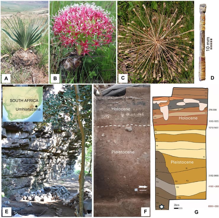 הצמח הרעיל Boophone disticha והאתר בו נמצאו ראשי החץ המורעלים