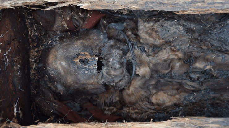 שרידיה החנוטים של השמאנית היאקוטית מהמאה ה-18, לאחר שארכאולוגים פתחו את ארון קבורתה