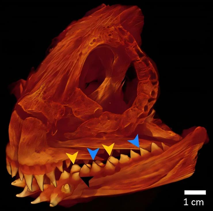 גולגולת של דג הזאב האטלנטי